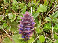 Ajuga pyramidalis 21, Piramidezenegroen, Saxifraga-Rutger Barendse