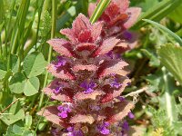 Ajuga pyramidalis 22, Piramidezenegroen, Saxifraga-Harry Jans