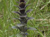 Ajuga pyramidalis 24, Piramidezenegroen, Saxifraga-Willem van Kruijsbergen