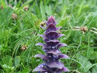 Ajuga pyramidalis 3, Piramidezenegroen, Saxifraga-Jeroen Willemsen