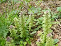 Ajuga pyramidalis 4, Piramidezenegroen, Saxifraga-Rutger Barendse