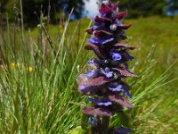 Ajuga pyramidalis 6, Piramidezenegroen, Saxifraga-Ed Stikvoort