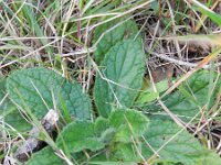Ajuga pyramidalis 7, Piramidezenegroen, Saxifraga-Rutger Barendse