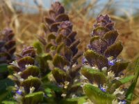 Ajuga pyramidalis 8, Piramidezenegroen, Saxifraga-Ed Stikvoort