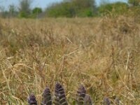Ajuga pyramidalis 9, Piramidezenegroen, Saxifraga-Ed Stikvoort