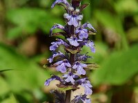 Ajuga reptans 10, Kruipend zenegroen, Saxifraga-Willem van Kruijsbergen