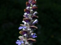 Ajuga reptans 11, Kruipend zenegroen, Saxifraga-Marijke Verhagen