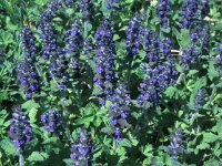 Ajuga reptans 12, Kruipend zenegroen, Saxifraga-Jan van der Straaten