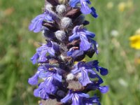 Ajuga reptans 13, Kruipend zenegroen, Saxifraga-Jan Willem Jongepier