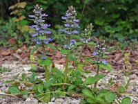 Ajuga reptans 14, Kruipend zenegroen, Saxifraga-Jeroen Willemsen