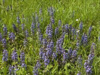 Ajuga reptans 15, Kruipend zenegroen, Saxifraga-Jan van der Straaten