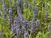 Ajuga reptans 16, Kruipend zenegroen, Saxifraga-Jan van der Straaten