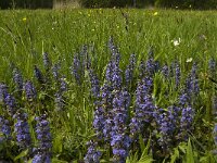 Ajuga reptans 17, Kruipend zenegroen, Saxifraga-Jan van der Straaten