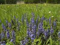 Ajuga reptans 18, Kruipend zenegroen, Saxifraga-Jan van der Straaten