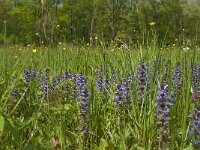 Ajuga reptans 19, Kruipend zenegroen, Saxifraga-Jan van der Straaten