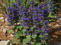 Ajuga reptans 2, Kruipend zenegroen, Saxifraga-Willem van Kruijsbergen