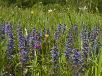 Ajuga reptans 21, Kruipend zenegroen, Saxifraga-Jan van der Straaten