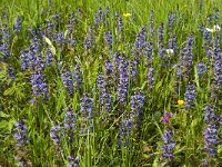 Ajuga reptans 22, Kruipend zenegroen, Saxifraga-Jan van der Straaten
