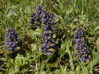 Ajuga reptans 23, Kruipend zenegroen, Saxifraga-Jan van der Straaten