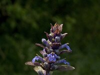 Ajuga reptans 25, Kruipend zenegroen, Saxifraga-Jan van der Straaten