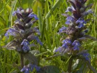 Ajuga reptans 26, Kruipend zenegroen, Saxifraga-Jan van der Straaten