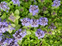 Ajuga reptans 28, Kruipend zenegroen, Saxifraga-Rutger Barendse