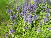Ajuga reptans 29, Kruipend zenegroen, Saxifraga-Rutger Barendse
