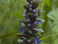 Ajuga reptans 3, Kruipend zenegroen, Saxifraga-Willem van Kruijsbergen
