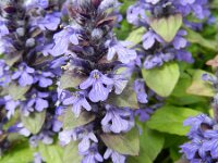 Ajuga reptans 30, Kruipend zenegroen, Saxifraga-Rutger Barendse