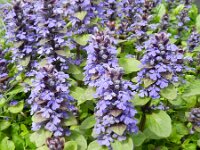 Ajuga reptans 31, Kruipend zenegroen, Saxifraga-Rutger Barendse