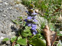 Ajuga reptans 32, Kruipend zenegroen, Saxifraga-Rutger Barendse
