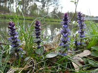 Ajuga reptans 33, Kruipend zenegroen, Saxifraga-Rutger Barendse