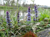 Ajuga reptans 34, Kruipend zenegroen, Saxifraga-Rutger Barendse