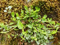 Ajuga reptans 35, Kruipend zenegroen, Saxifraga-Rutger Barendse