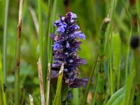 Ajuga reptans 36, Kruipend zenegroen, Saxifraga-Bart Vastenhouw