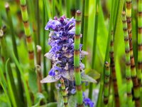 Ajuga reptans 37, Kruipend zenegroen, Saxifraga-Bart Vastenhouw