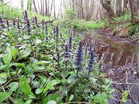 Ajuga reptans 38, Kruipend zenegroen, Saxifraga-Mark Zekhuis