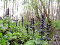Ajuga reptans 39, Kruipend zenegroen, Saxifraga-Mark Zekhuis