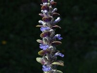 Ajuga reptans 4, Kruipend zenegroen, Saxifraga-Marijke Verhagen