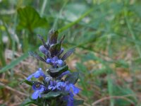 Ajuga reptans 40, Kruipend zenegroen, Saxifraga-Ed Stikvoort