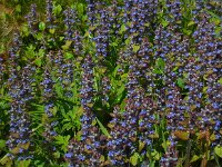 Ajuga reptans 41, Kruipend zenegroen, Saxifraga-Ed Stikvoort