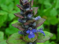 Ajuga reptans 42, Kruipend zenegroen, Saxifraga-Ed Stikvoort