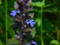 Ajuga reptans 43, Kruipend zenegroen, Saxifraga-Ed Stikvoort