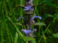 Ajuga reptans 44, Kruipend zenegroen, Saxifraga-Ed Stikvoort