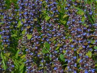 Ajuga reptans 45, Kruipend zenegroen, Saxifraga-Ed Stikvoort