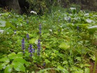 Ajuga reptans 46, Kruipend zenegroen, Saxifraga-Ed Stikvoort