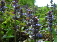 Ajuga reptans 48, Kruipend zenegroen, Saxifraga-Ed Stikvoort