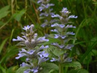 Ajuga reptans 49, Kruipend zenegroen, Saxifraga-Ed Stikvoort