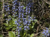 Ajuga reptans 5, Kruipend zenegroen, Saxifraga-Marijke Verhagen