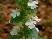 Ajuga reptans 51, Kruipend zenegroen, Saxifraga-Ed Stikvoort
